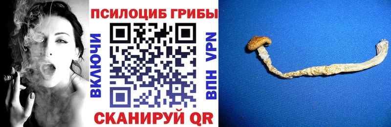 Псилоцибиновые грибы Cubensis  Кашира 